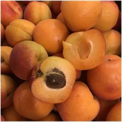 Frische Aprikosen  