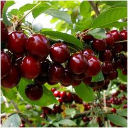 Cherries Picotas / New...