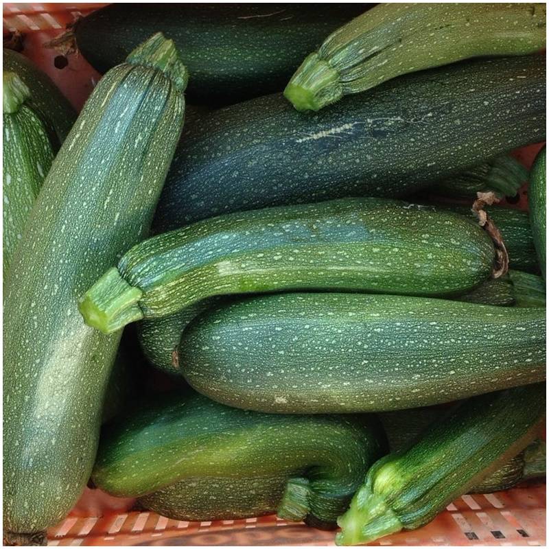 Zucchini  Delicado48 - 8