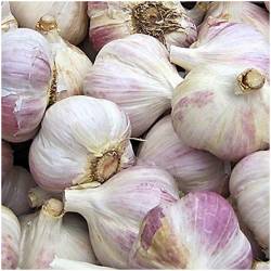 Purple garlic, from Andalusia 