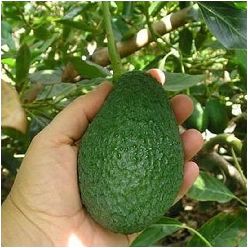 Fresh organically untreated organic avocados hass organic directly from ...