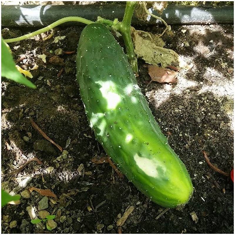 Fresh organic organic untreated green cucumbers organic straight from