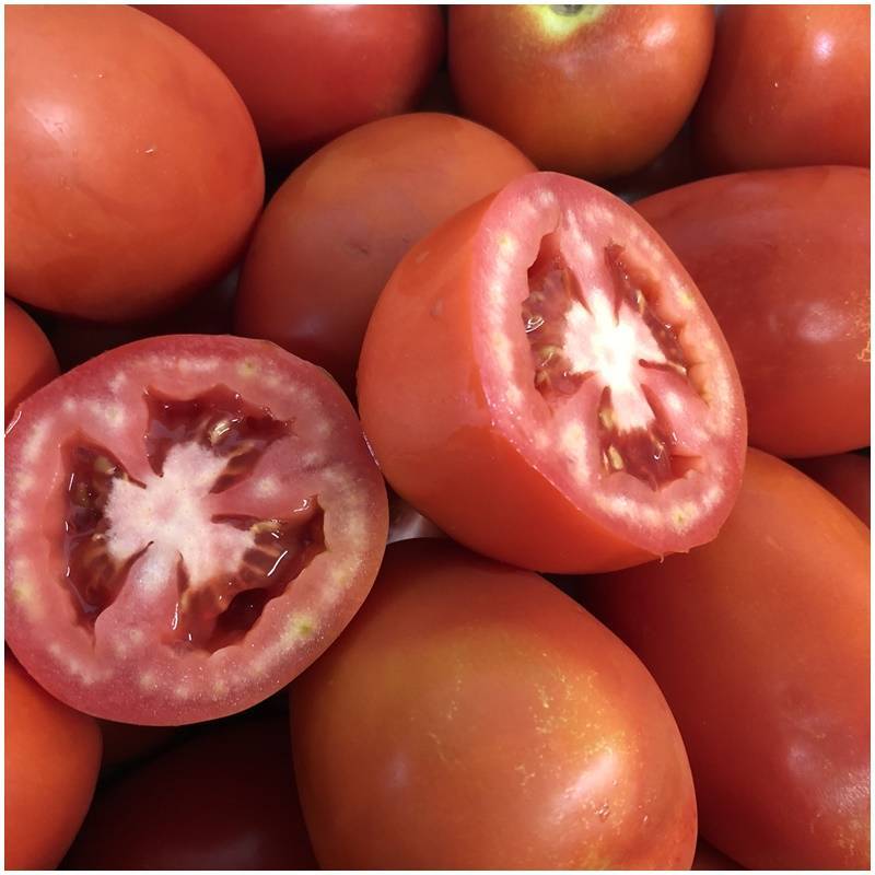 Tomaten "Roma"  Delicado48 - 3