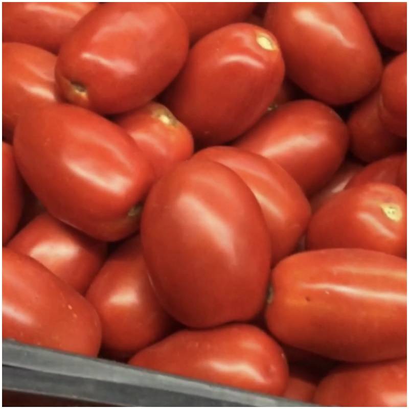 Frische organisch biologisch unbehandelt suesse tomaten roma pera ...