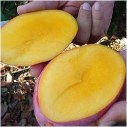 Mango Osteen