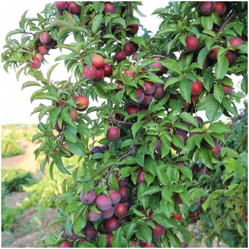 Fresh organic organic untreated plums organic straight from the tree of