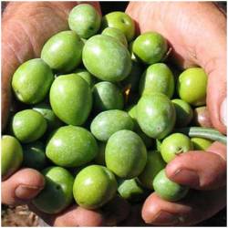 olives raw, fresh from...
