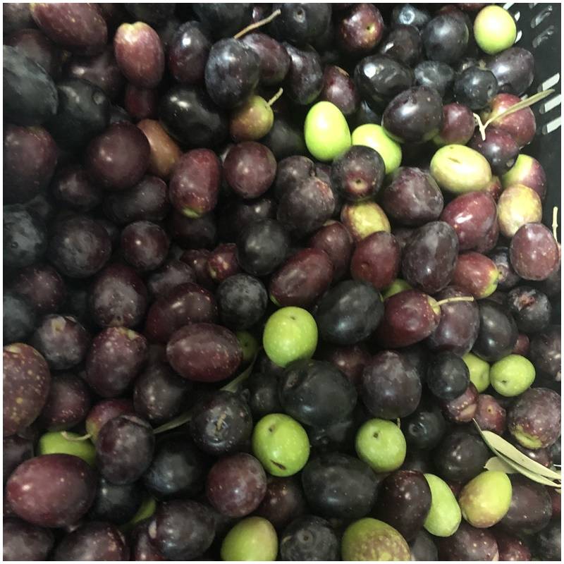 Fresh organically untreated raw organic olives straight from the tree