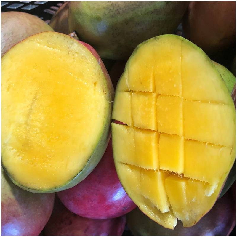 Fresh organically untreated mango of the variety Tommy Atkin organic ...