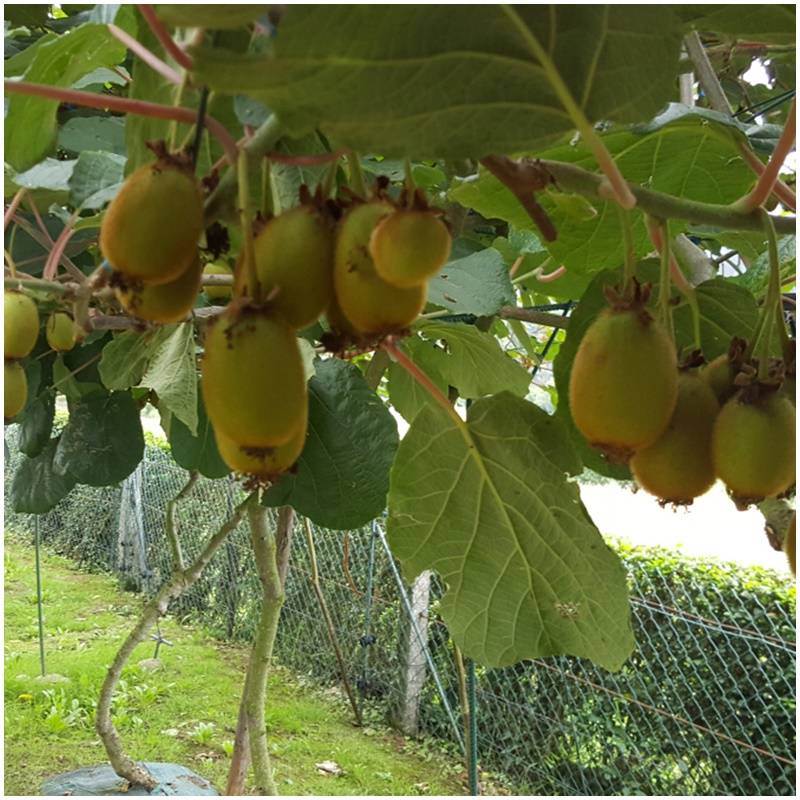 Frische organisch biologisch unbehandelt kiwi organisch direkt vom Baum