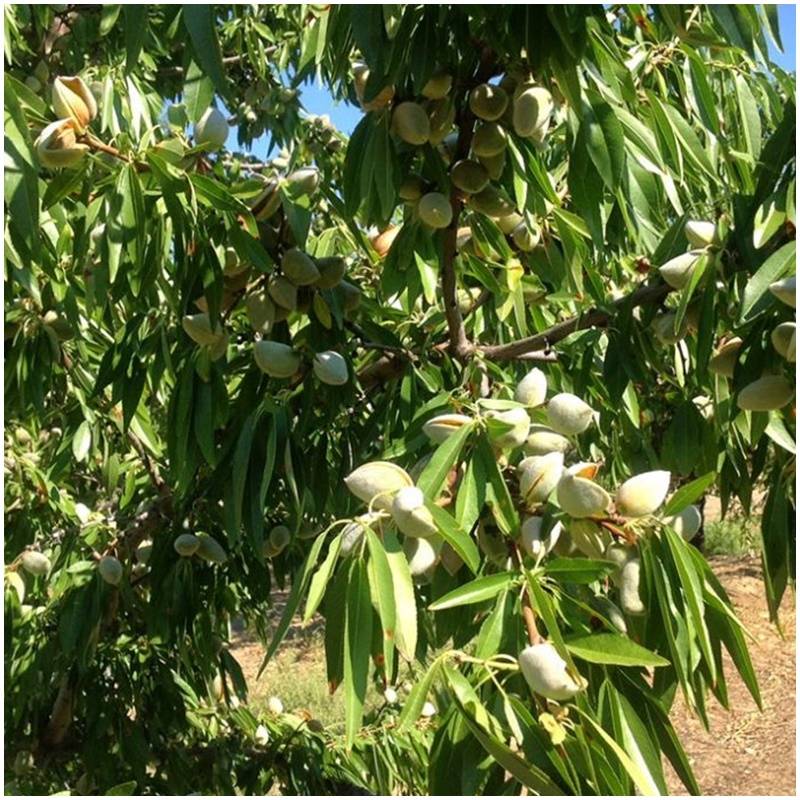 Frische organisch biologisch unbehandelt ungeschaelte rohe mandeln