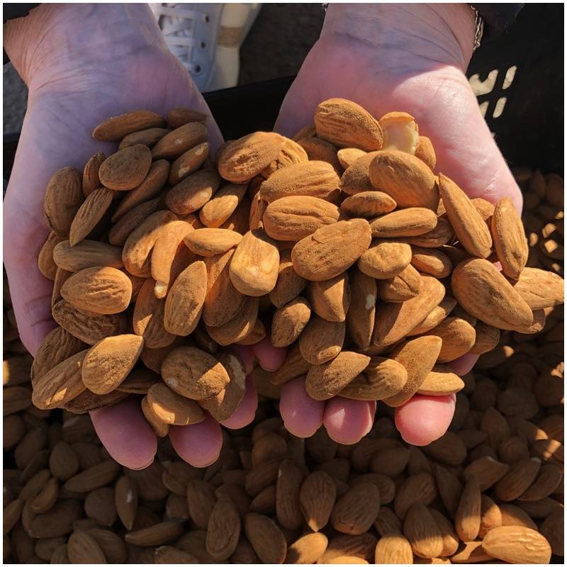 Frische organisch biologisch unbehandelt ungeschaelte rohe mandeln