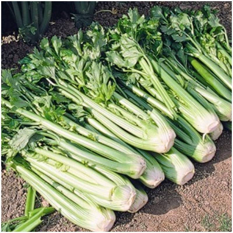 Fresh organic organically untreated celery from the producer from Spain