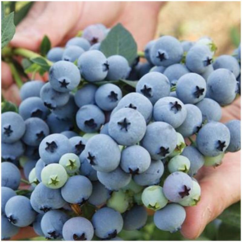 Blueberry In Spanish Cuba at Trinidad Clevenger blog