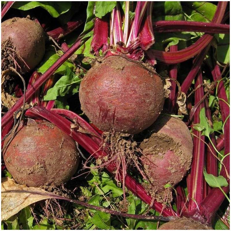 Frische organisch biologisch unbehandelte rote Beete organisch direkt ...