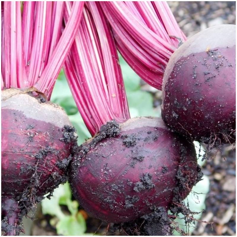 Frische organisch biologisch unbehandelte rote Beete organisch direkt ...
