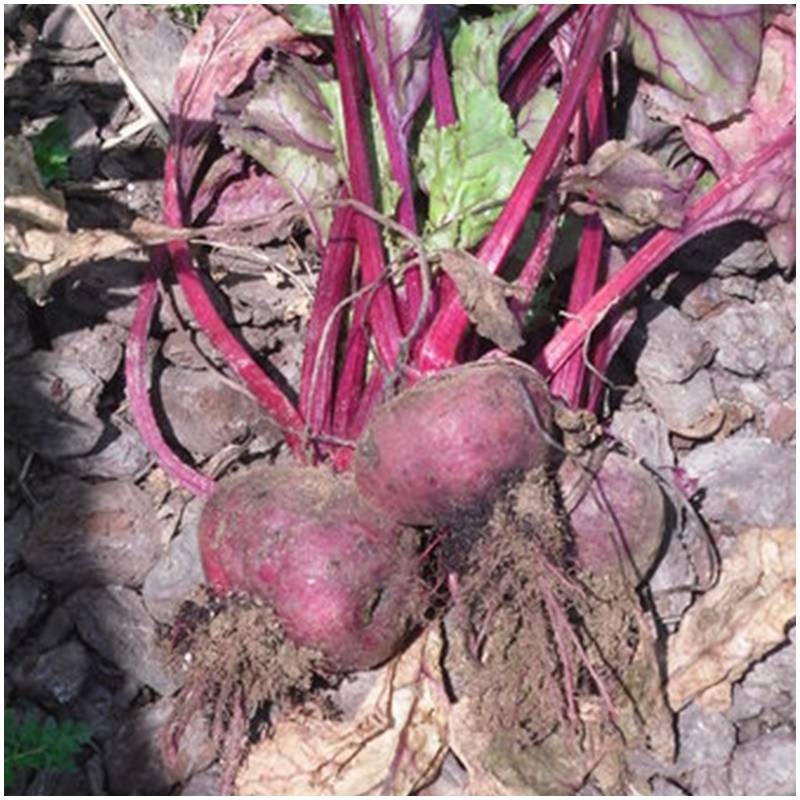 Frische organisch biologisch unbehandelte rote Beete organisch direkt ...