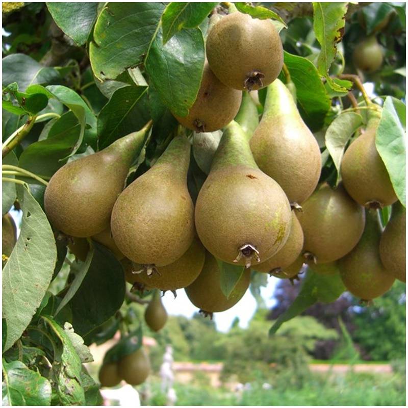 Fresh organic untreated organic pears come directly from the tree in Spain