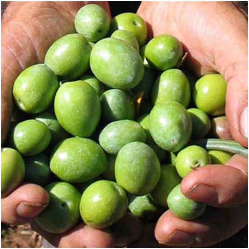 Fresh organically untreated pickled olives All sorts of organically