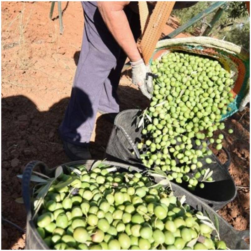 Fresh organically untreated pickled olives All sorts of organically