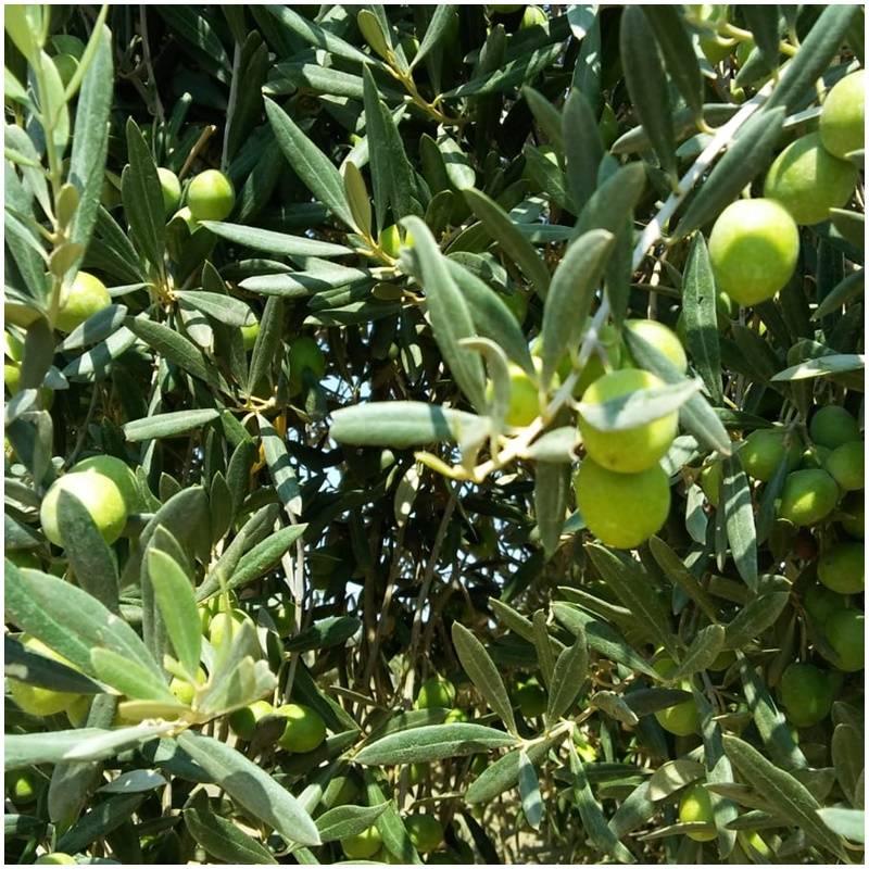 Fresh organically untreated pickled olives All sorts of organically