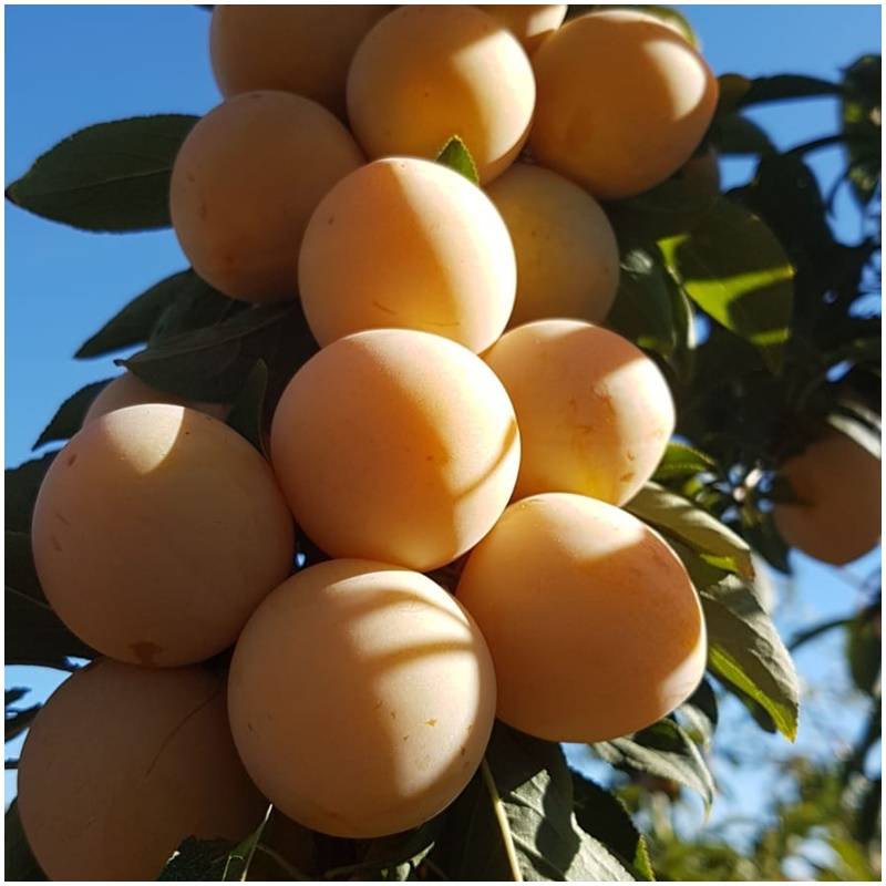 Fresh organic organic untreated yellow plums organic straight from the