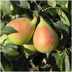 fresh pears 