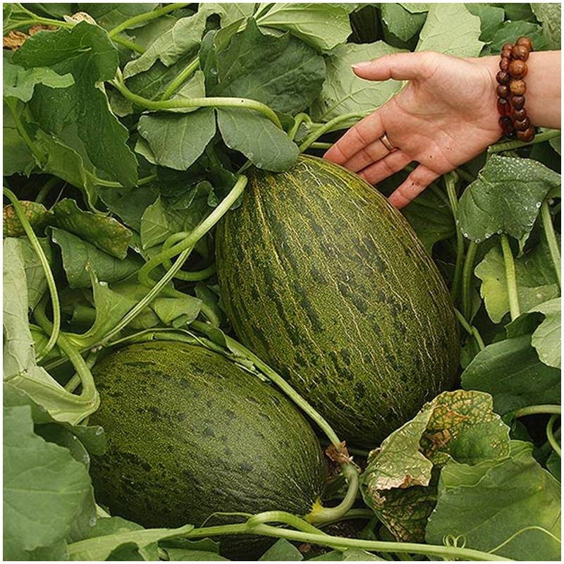 Fresh organic organic untreated honey melon organic sapo directly from