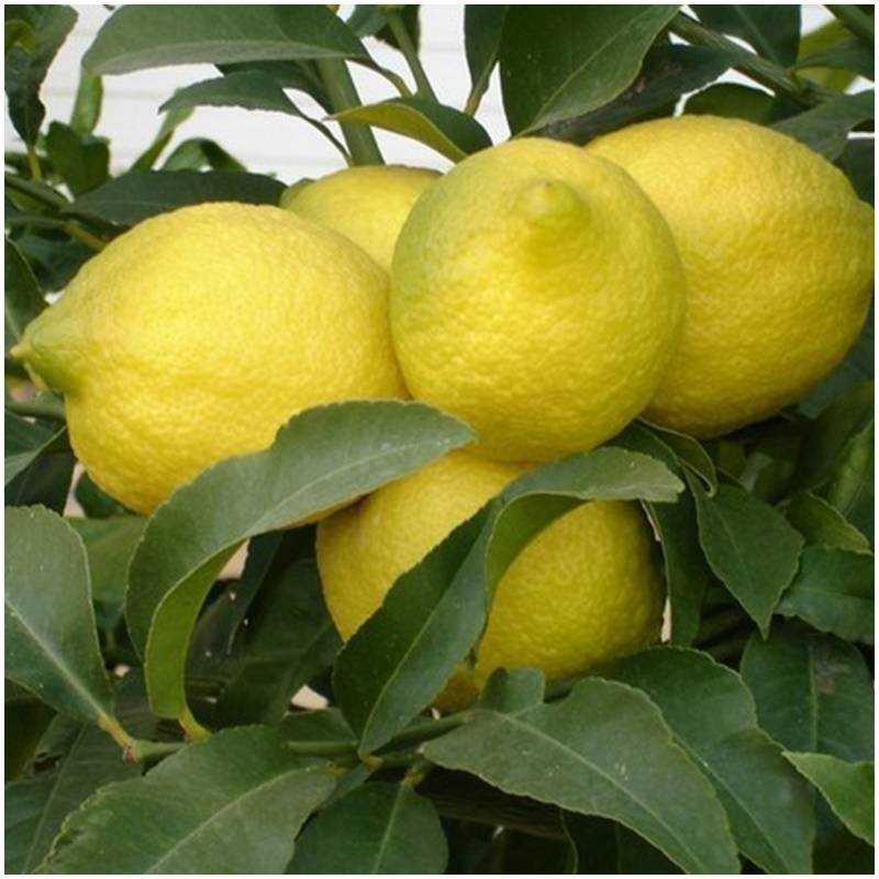 Frische organisch biologisch unbehandelte Zitronen direkt vom Baum aus  Spanien
