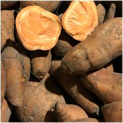 Fresh sweet potatoes 