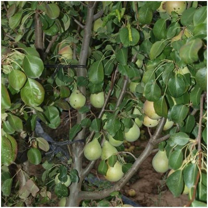 Fresh organic untreated organic pears come directly from the tree in Spain