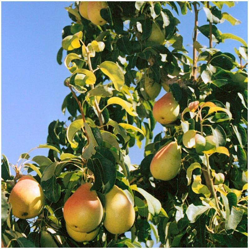 NEU! Frische Birnen  Delicado48 - 2