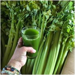 1,5 kilos celery 