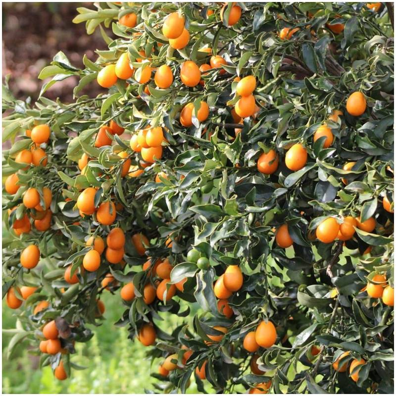 Frische organisch biologisch unbehandelte Kumquats vom Erzeuger aus Spanien