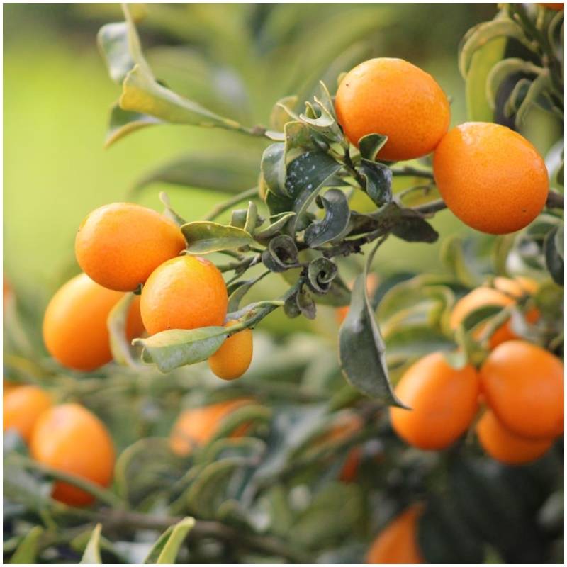 Fresh organic untreated organic kumquats from the producer from Spain