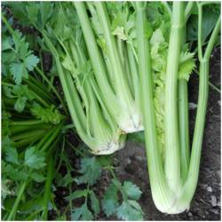 12 Kilo Staudensellerie  