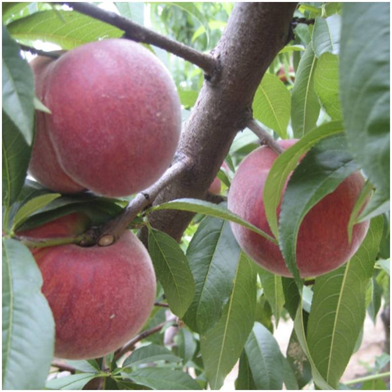 Fresh organic organic untreated red peaches organic straight from the