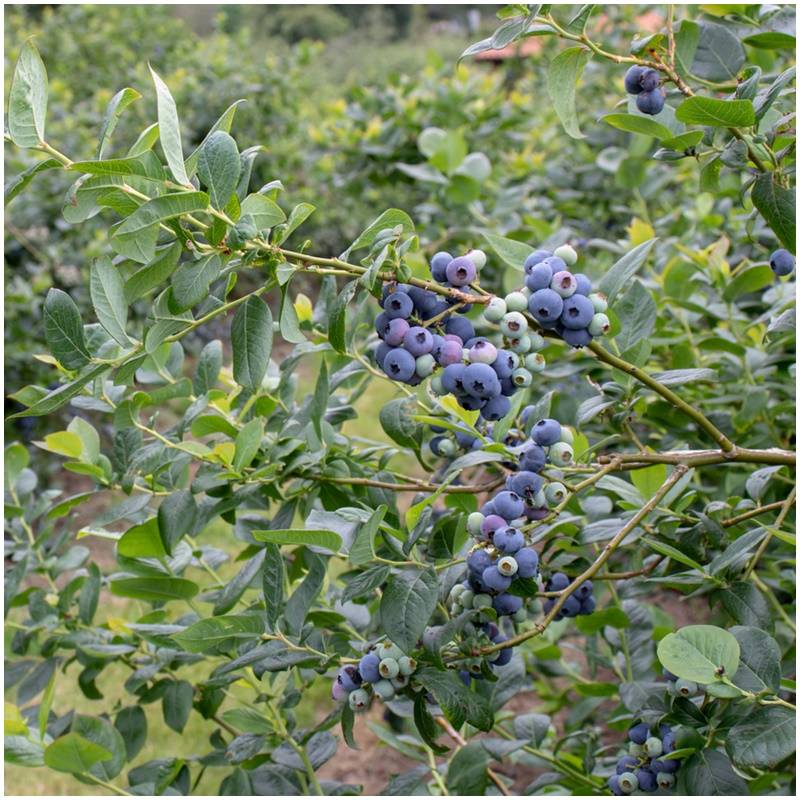 Fresh organic untreated organic blueberries from the producer from Spain