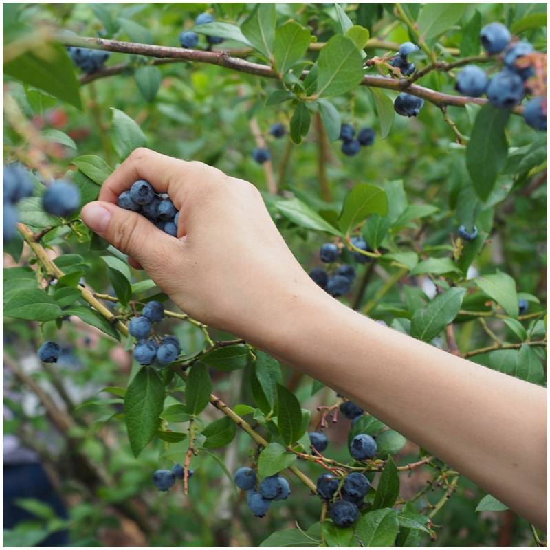 Fresh organic untreated organic blueberries from the producer from Spain