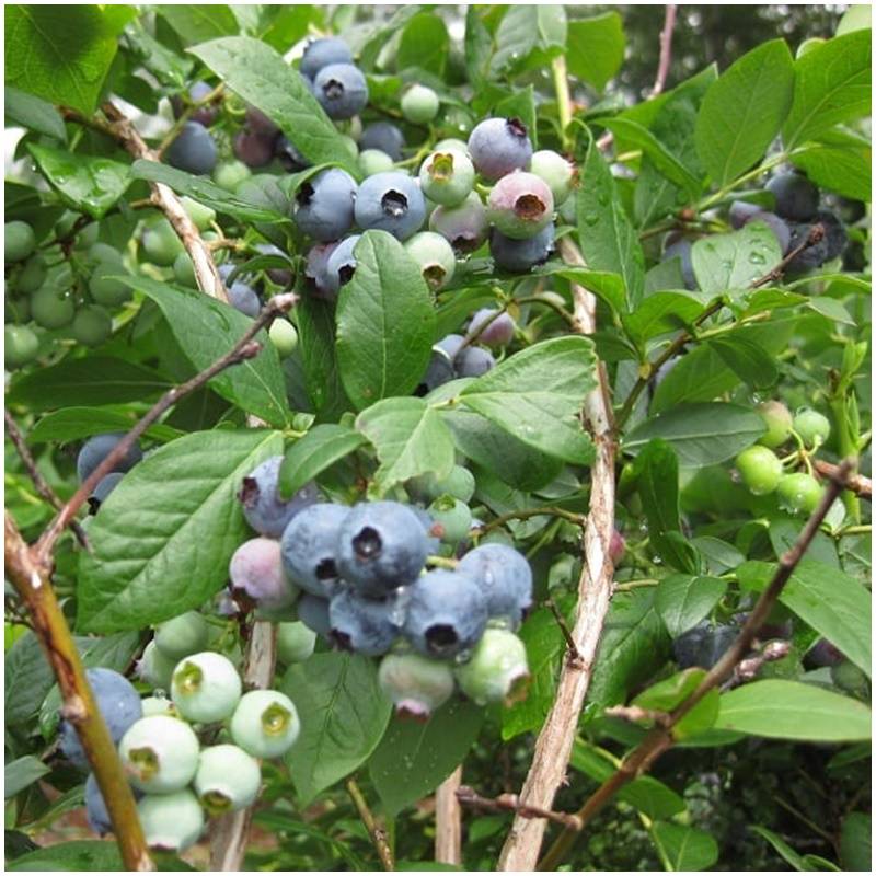 Fresh organic untreated organic blueberries from the producer from Spain
