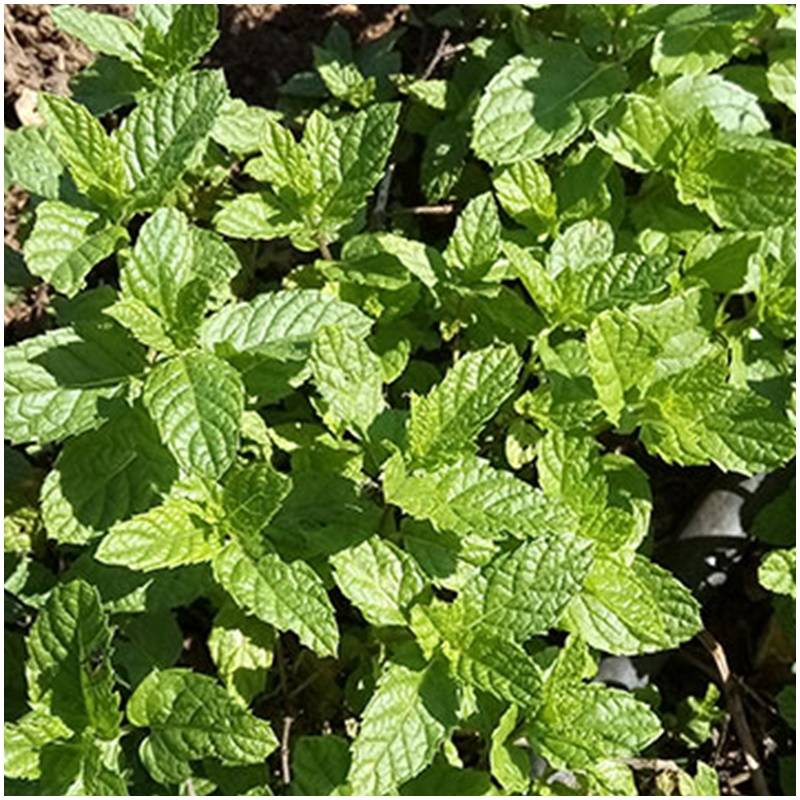 Fresh organic organic untreated peppermint directly from the producer