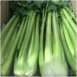 15 kilos celery 