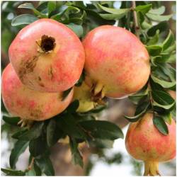 pomegranates  Mollar 