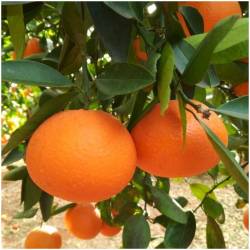 Tafel Orangen direkt vom Baum 