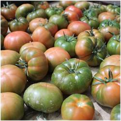 Tomates "Verde"