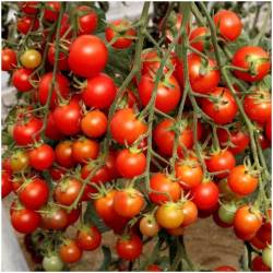Tomates Cherry Rama
