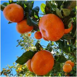 Fresh sweet tangerines...