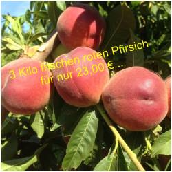 Fresh red peaches  