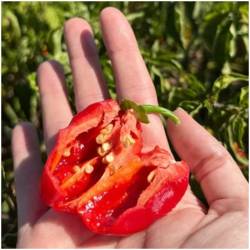 Habanero peppers / chili 