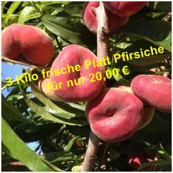 Wild Flat Peach 